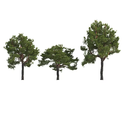 Three Arbor Trees with Lush Green Foliage in Natural Growth Shapes 3d model
