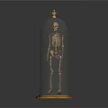 Human Skeleton Organ Model Displayed In Glass Dome With Wooden Base