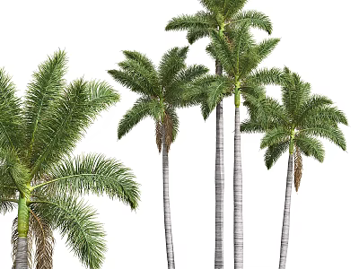 Garden Decor With Tall Lush Palm Trees For Outdoor Landscape Design 3d model