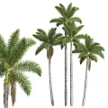 Garden Decor With Tall Lush Palm Trees For Outdoor Landscape Design