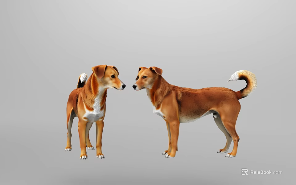 Two Brown And White Dogs Standing Facing Each Other On Gray Background 3d model 