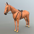 Brown Horse With Saddle And Bridle Standing In Neutral Background