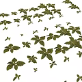 Different Types Of Succulent Plants With Green Leaves And Unique Growth Forms