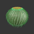 Green Spherical Cactus With White Thorns And Round Top Fuzzy Texture