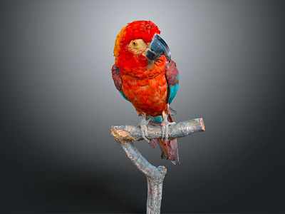 Red Parrot With Vibrant Red And Blue Feathers Perched On Wooden Branch 3d model