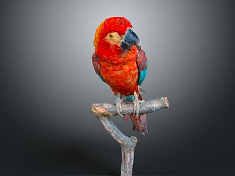 Modern Parrot Xuan Feng Parrot Budgie Shang Parrot 3d model