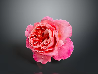 Beautiful Pink Rose With Ruffled Petals On Dark Background And Shiny Reflection 3d model