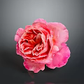 Beautiful Pink Rose With Ruffled Petals On Dark Background And Shiny Reflection