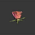Orange Pink Rose With Layered Petals Green Stem And Leaves On Dark Background