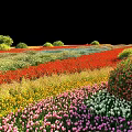 Vibrant Park Landscape With Colorful Flower Fields Green Shrubs And Trees