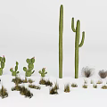 Decorative Plant Combination With Various Cacti And Grasses For Interior Design 3d model