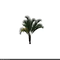 Tall Palm Tree With Green Fronds And Yellow Accents On Brown Trunk