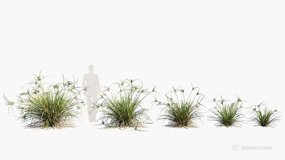Lush Green Ornamental Grass With Slender Leaves For Garden Landscape Design 3d model 