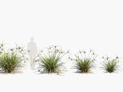 Lush Green Ornamental Grass With Slender Leaves For Garden Landscape Design 3d model