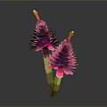 Two Pink Flower Like Plants With Layered Petals Green Stems And Yellow Tips