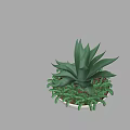 Leafy Green Succulent Potted Plant In White Ceramic Bowl With Decorative Plants
