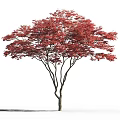 Tall Deciduous Arbor With Vibrant Red Leaves And Person Silhouette Standing Nearby