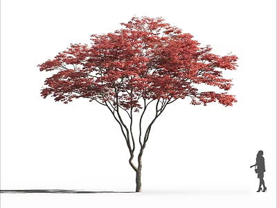 Tall Deciduous Arbor With Vibrant Red Leaves And Person Silhouette Standing Nearby 3d model