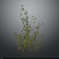 Green Leafy Plant With Slender Branched Stems And Small Leaves On Dark Background