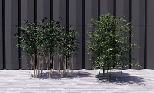 Modern Bamboo Landscape Tree 3d model