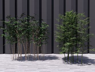 Modern Bamboo Landscape Tree 3d model