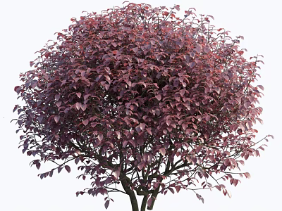 Vibrant Shrub With Lush Purple Red Leaves And Full Rounded Canopy For Landscaping 3d model