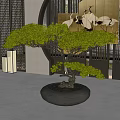 Bonsai Tree With Green Foliage Unique Trunk In Black Round Pot Chinese Style Indoor Decor