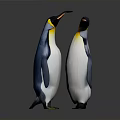 Two Penguins Standing Face to Face Interacting on White Background