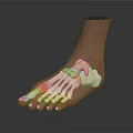 3D Foot Anatomy Model With Transparent Skin Showing Internal Bone Structure 3d model