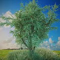 Lush Green Leafy Shrub Standing In Grass Field Under Blue Sky With White Clouds