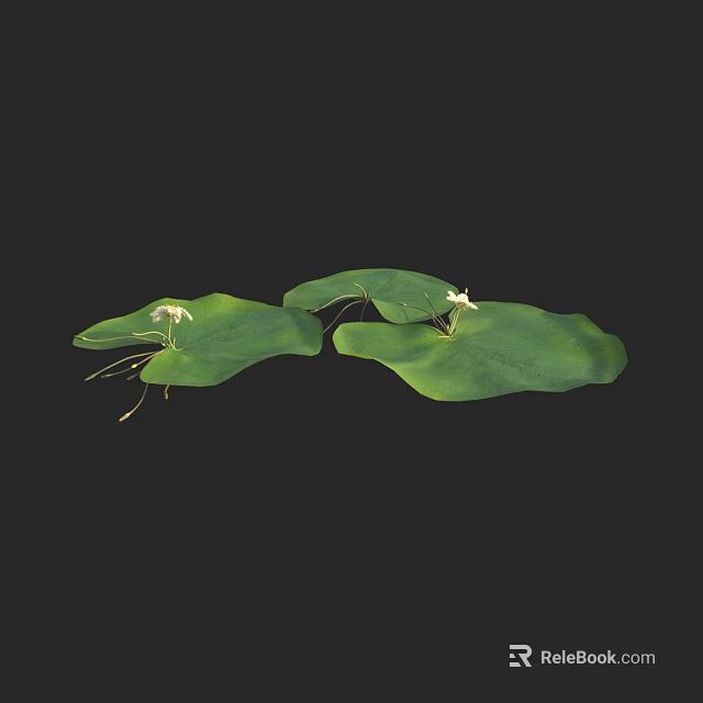 Beautiful Lily Pads With Large Green Leaves And Small White Flowers 3d model 