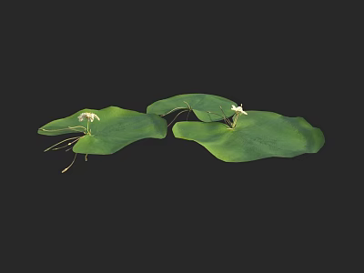 Beautiful Lily Pads With Large Green Leaves And Small White Flowers 3d model