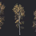 Autumn Birch Trees With Yellow Brown Foliage And White Trunks On Black Background