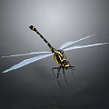 Detailed Black And Yellow Dragonfly With Transparent Wings In Flying Pose On Grey Background