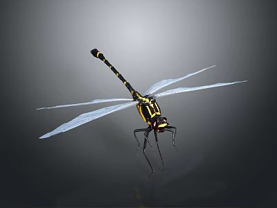 Detailed Black And Yellow Dragonfly With Transparent Wings In Flying Pose On Grey Background 3d model
