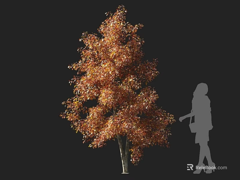 Vibrant Deciduous Tree with Orange Red Leaves and Woman Silhouette on Black Background 3d model 