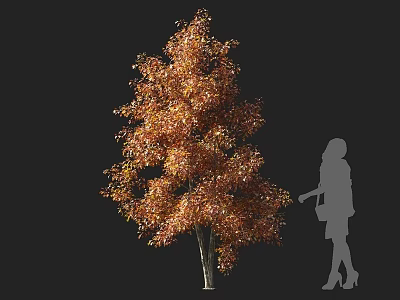 Vibrant Deciduous Tree with Orange Red Leaves and Woman Silhouette on Black Background 3d model