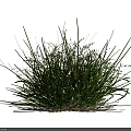 Three Lush Green Natural Grass Clumps With Slender Leaves On White Background