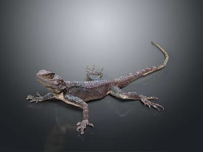 Detailed Lizard With Textured Body And Long Tail On Dark Reflective Surface 3d model