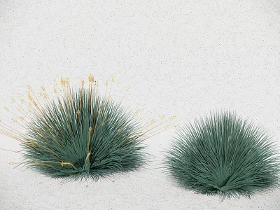 Two Green Ornamental Grasses With Yellow Flower Spikes On White Background 3d model