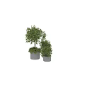 Multiple Lush Green Bonsai Potted Plants With Textured Planters Arrangement