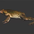 Brown and Yellow Frog With Webbed Feet And Detailed Body On Dark Background