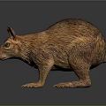 Realistic Brown Furry Animal Model With Long Ears And Short Legs