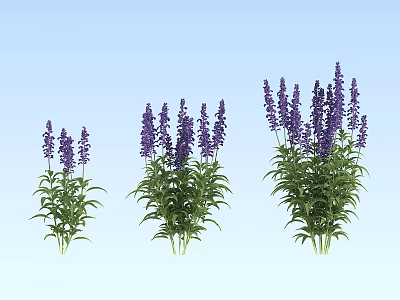Vibrant Purple Lavender Plants Three Clusters Blooming Against Light Blue Background 3d model