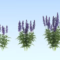Vibrant Purple Lavender Plants Three Clusters Blooming Against Light Blue Background