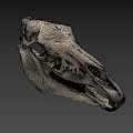 Detailed Animal Skull Anatomical Structure With Visible Teeth On Green Background