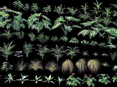 Various Types of Shrubs With Different Leaf Shapes Sizes and Foliage for Landscaping 3d model