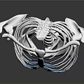3D Rendered Human Skeleton Model Displaying Rib Cage Spine And Pelvis Anatomical Structure
