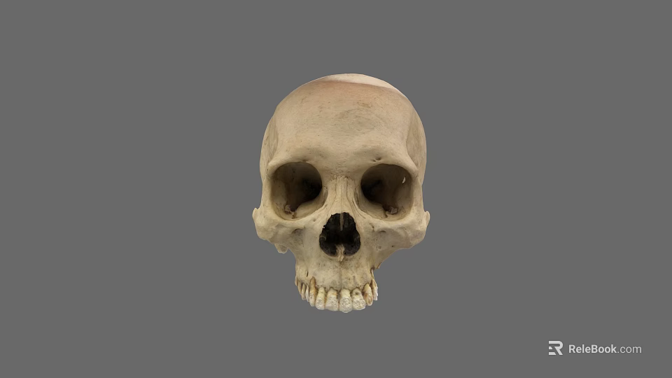 Anatomical Human Skull Front View With Bone Structure And Dental Details 3d model 
