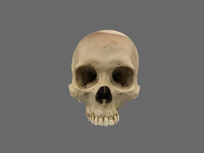 Anatomical Human Skull Front View With Bone Structure And Dental Details 3d model